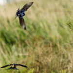 Hirondelles rustiques en Camargue